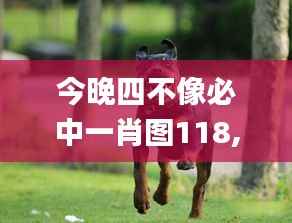 今晚四不像必中一肖图118,环境适应性策略应用_专属款17.344