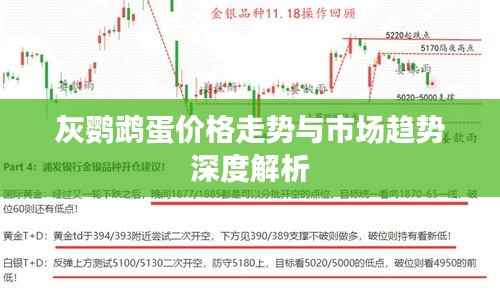 灰鹦鹉蛋价格走势与市场趋势深度解析