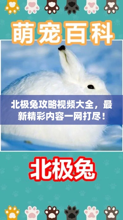 北极兔攻略视频大全,最新精彩内容一网打尽!